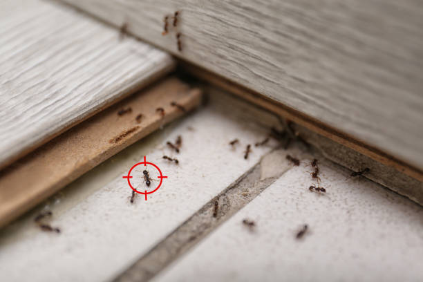 Best Spider Control Near Me  in Palm Beach Gardens, FL