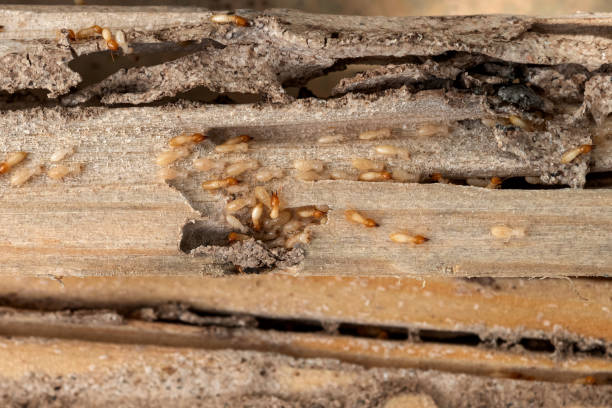 Best Insect Control  in Palm Beach Gardens, FL